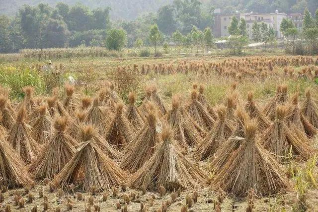 秸稈瓦從生產誕生,在農民手里的秸稈經歷了什么?